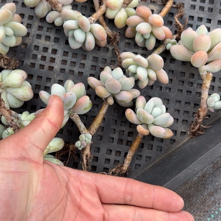 洛神3颗量拍多肉满20包邮下午发货