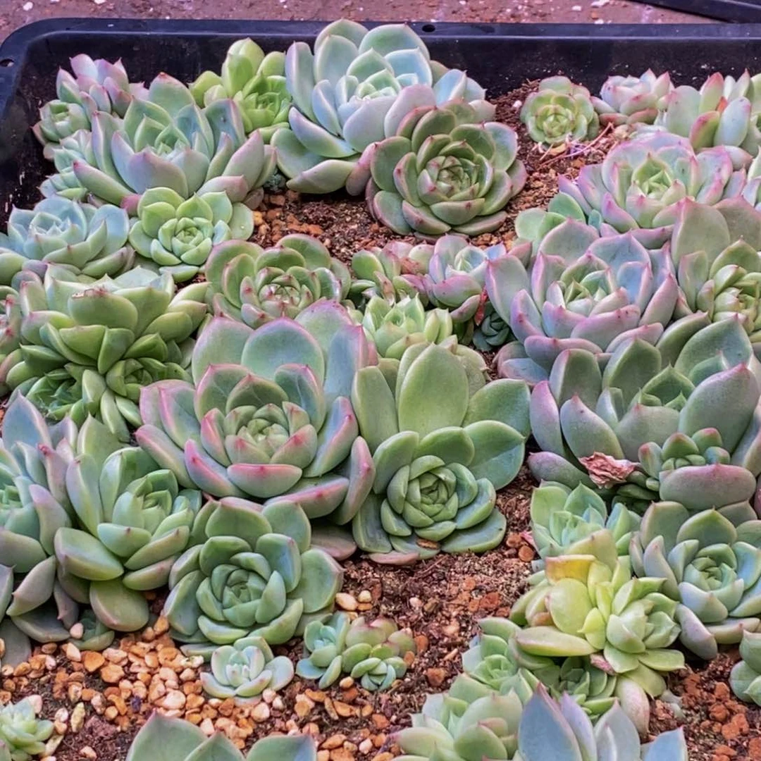 c**i078的人都是这样吗。
