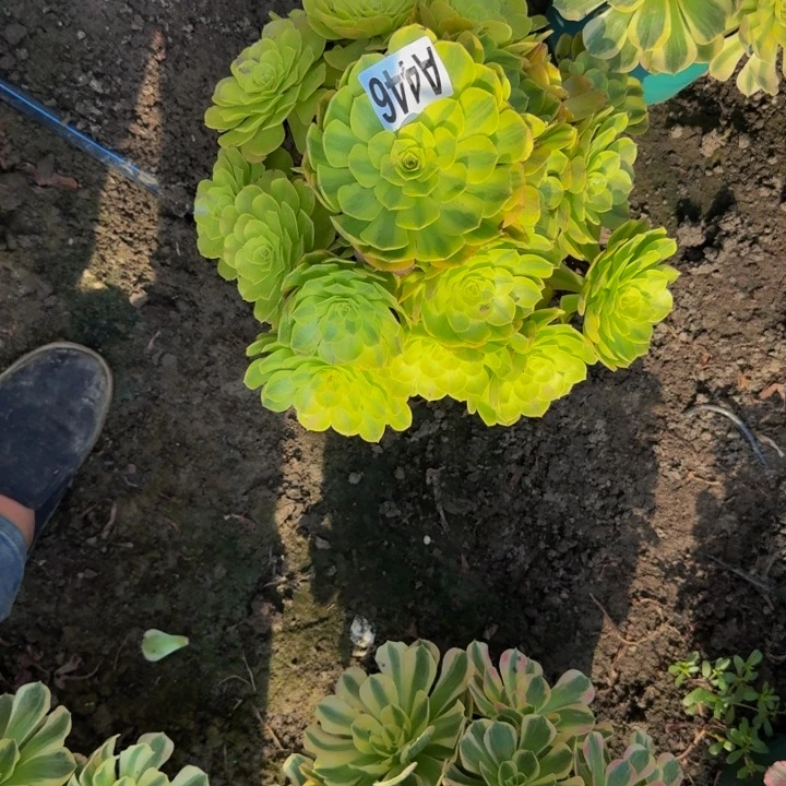 雨荷花30-2包邮花花公子