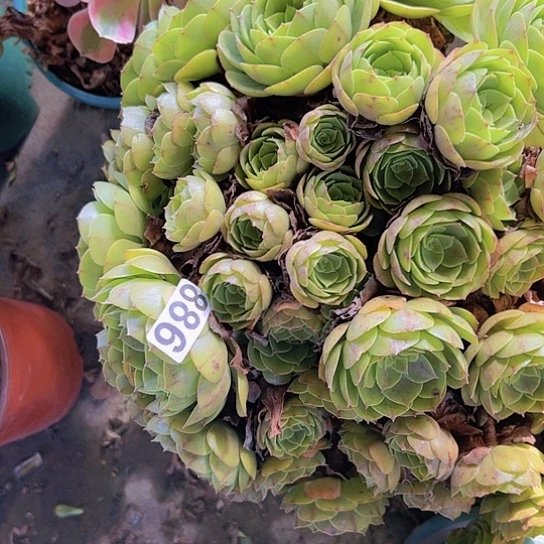 灰***狼多肉植物一个沙拉碗