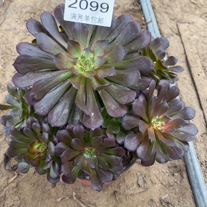 烟花的人多肉的人2099