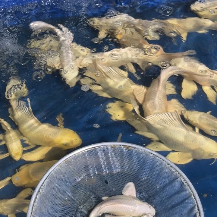 锦鲤淡水养殖基地