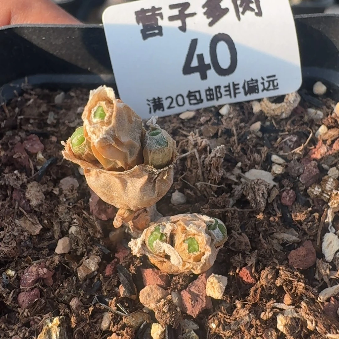 碧光环带盆土。