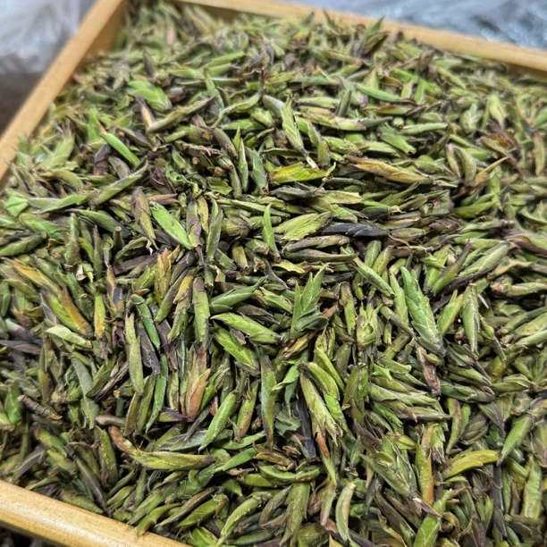 《绿芽苞》云南大雪山千年老妖高杆芽孢野白茶野韵清香甜润