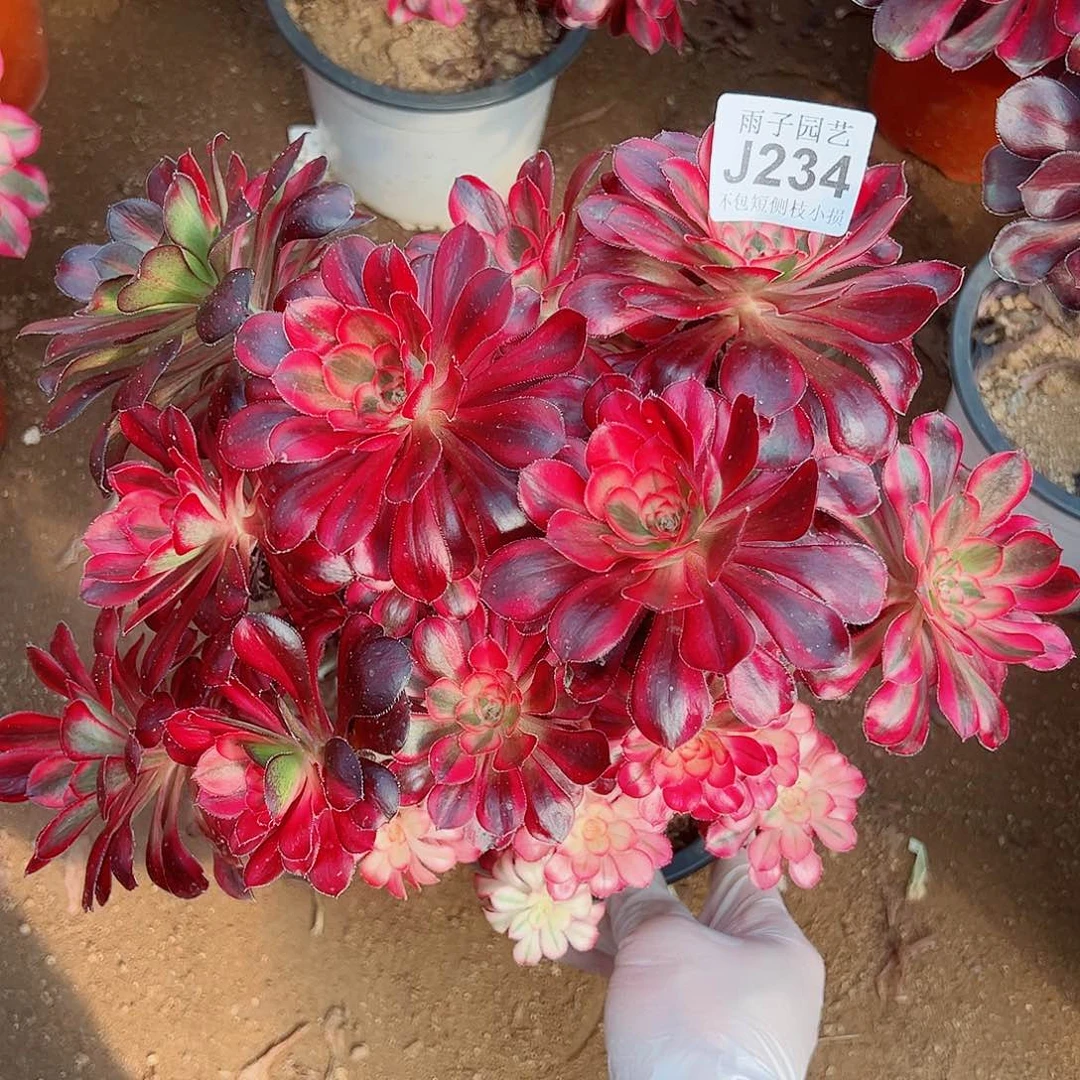 没*病234香奈儿尺寸25左右