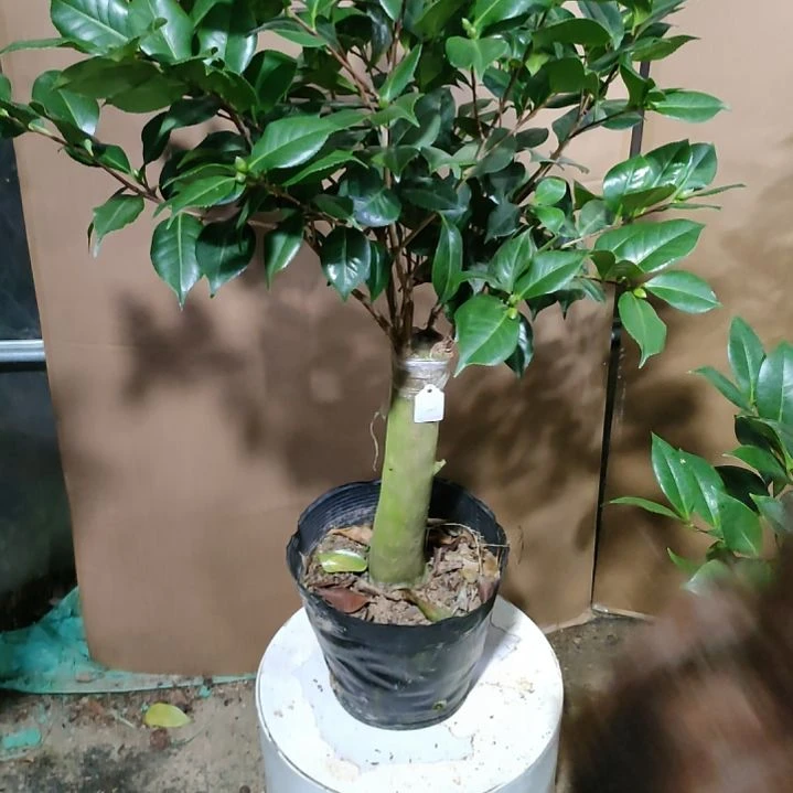 337情人牡丹，原盆原土发货，不包邮