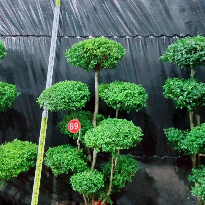 不开花植物一物一拍一个一个