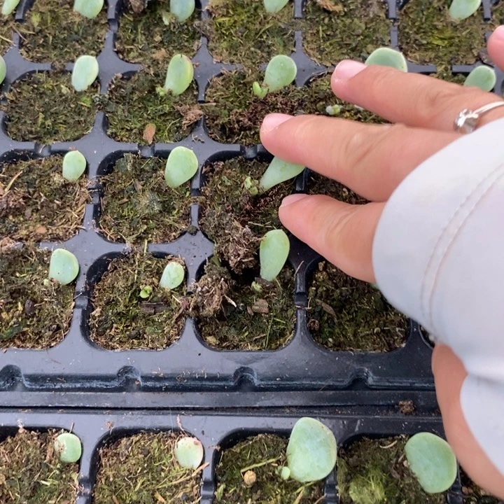 穴盘童话p88芽苗一个多肉