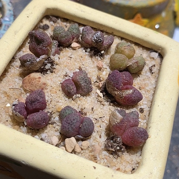 蜕皮两头以上斑马一颗。