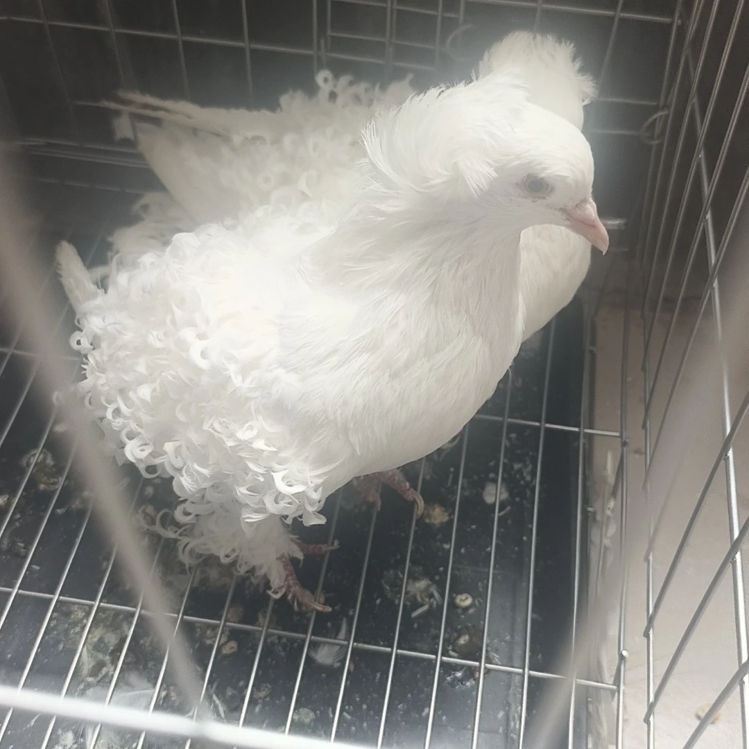 杂粮喂养农家观赏鸽大全（下单联系客服）