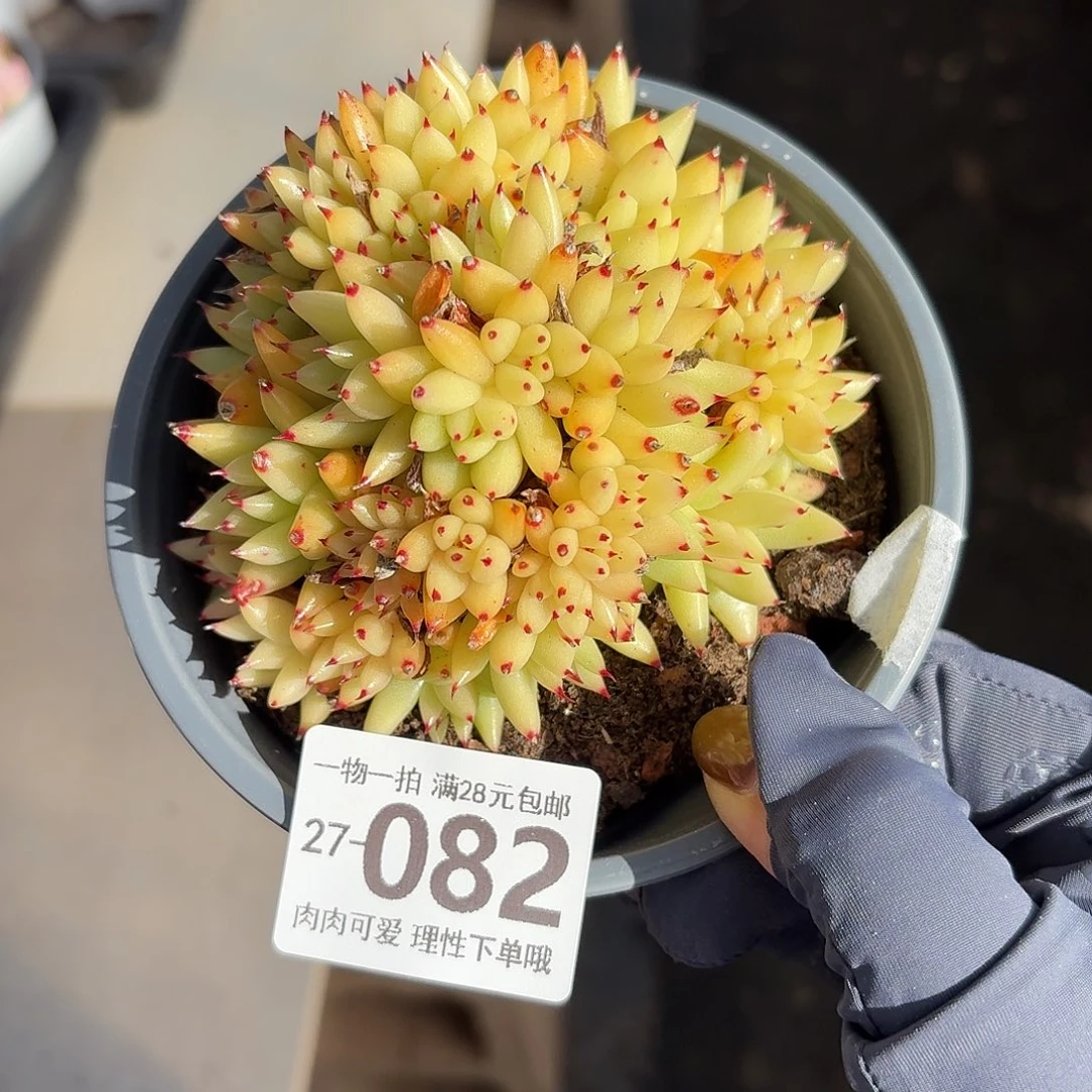虎鲸缀化无盆土发货