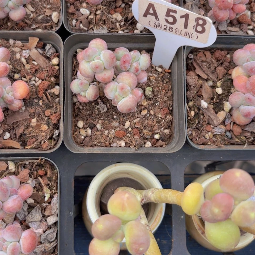 A518苹果奶yiwuyupaiw