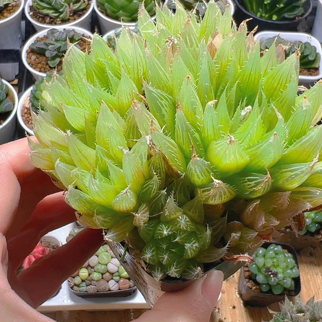 钻石实生玉露群多肉一颗