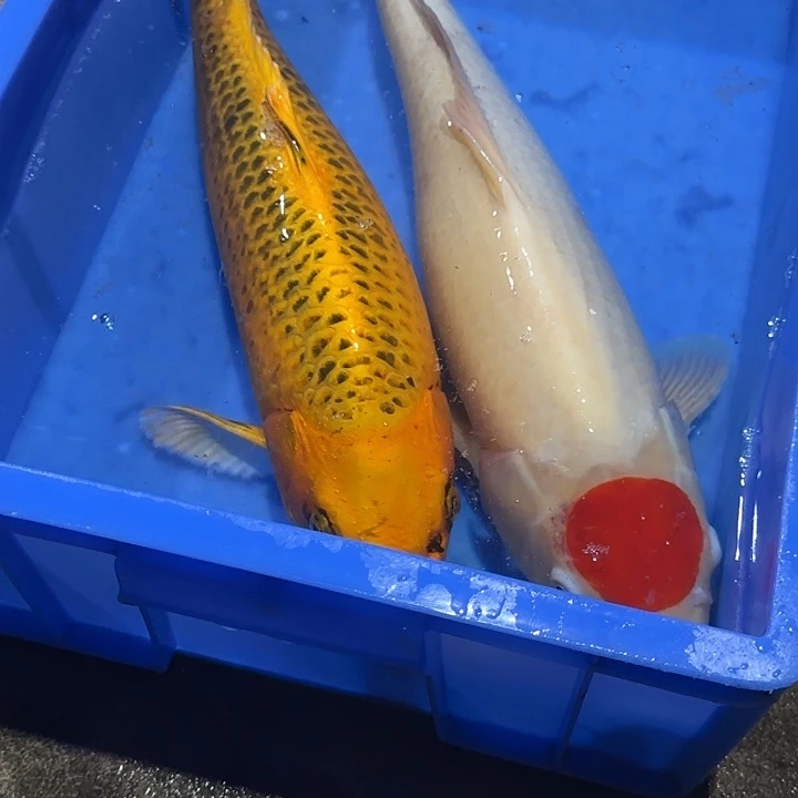 海水赤目芒果丹顶