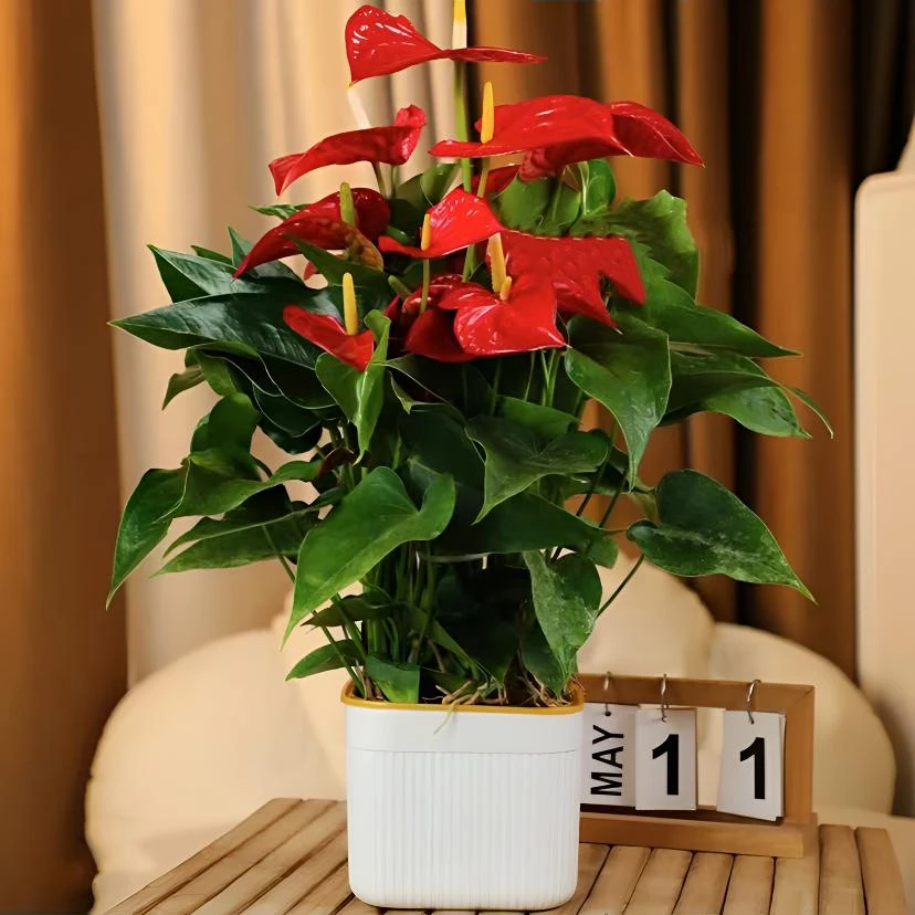 【带花发货】大盆红掌室内花卉盆栽客厅办公室6-8掌四季开花40-50CM