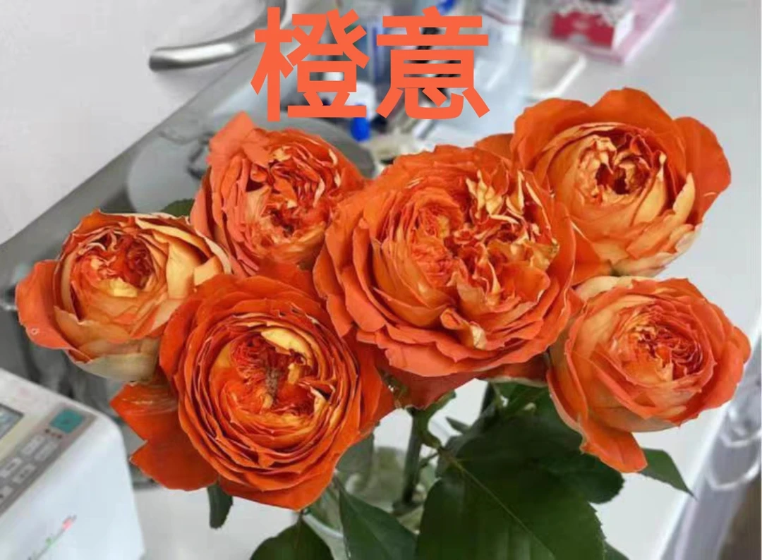 【橙意】  芊喜花园精选月季切花耐开抗病 精品露天实生根接苗