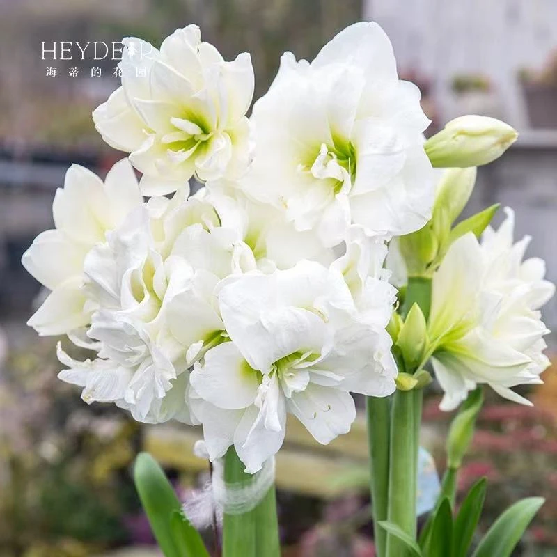 30天开花朱顶红种球阿弗雷多品室内栽种阳台盆栽进口球根花卉