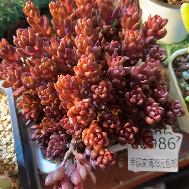 幸运的是我还没到幸运