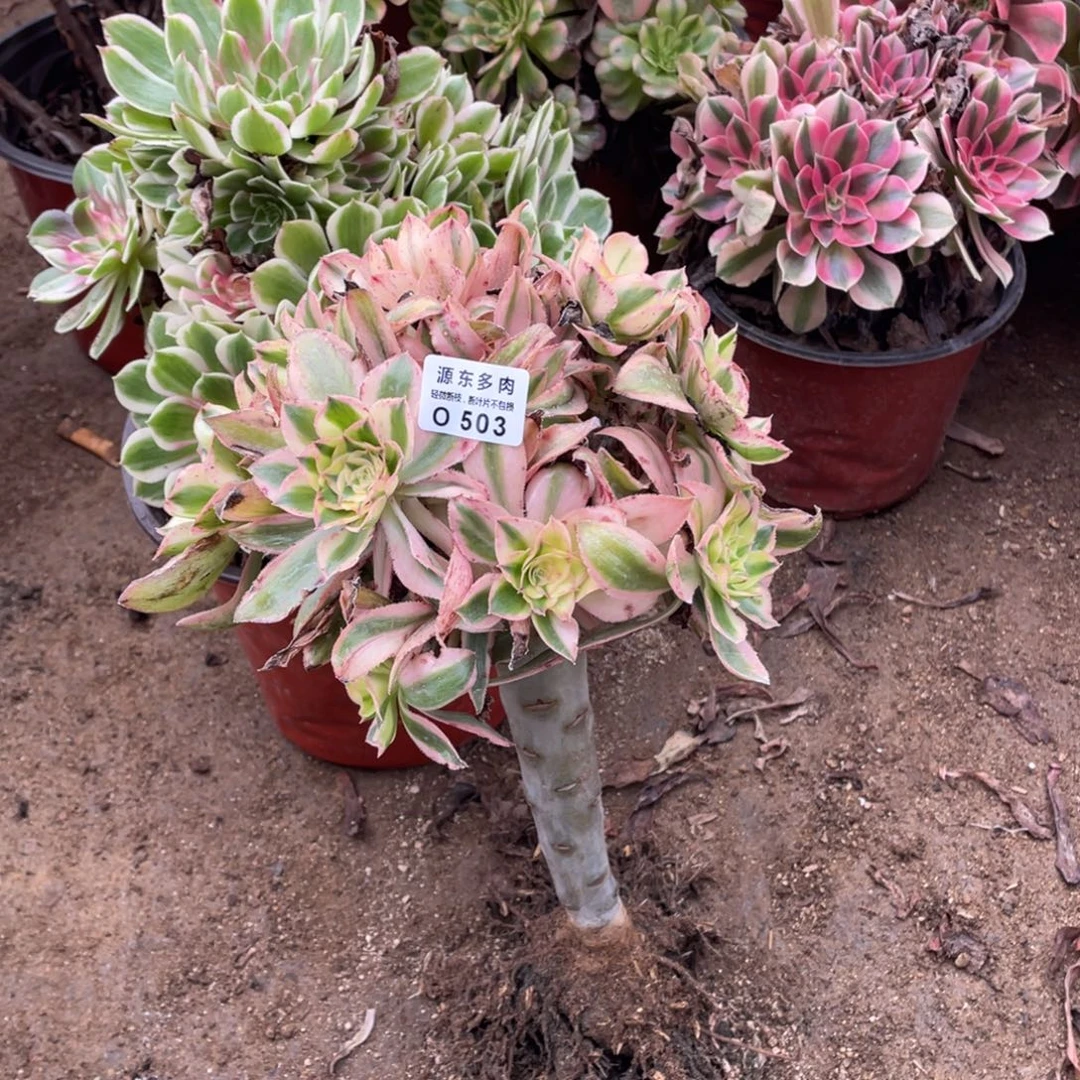 503燕姿多肉法师断枝不包