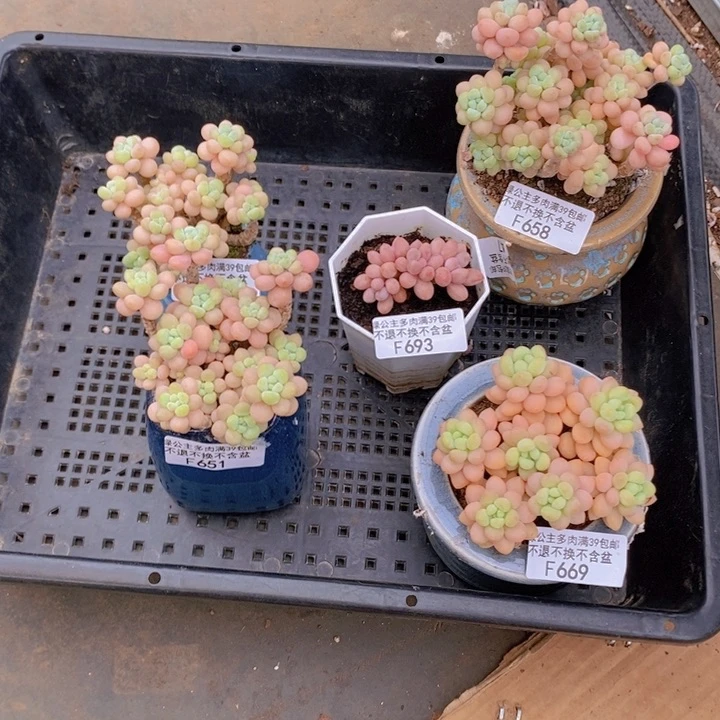 鱼子酱.洛可可香水奶5棵多肉植物