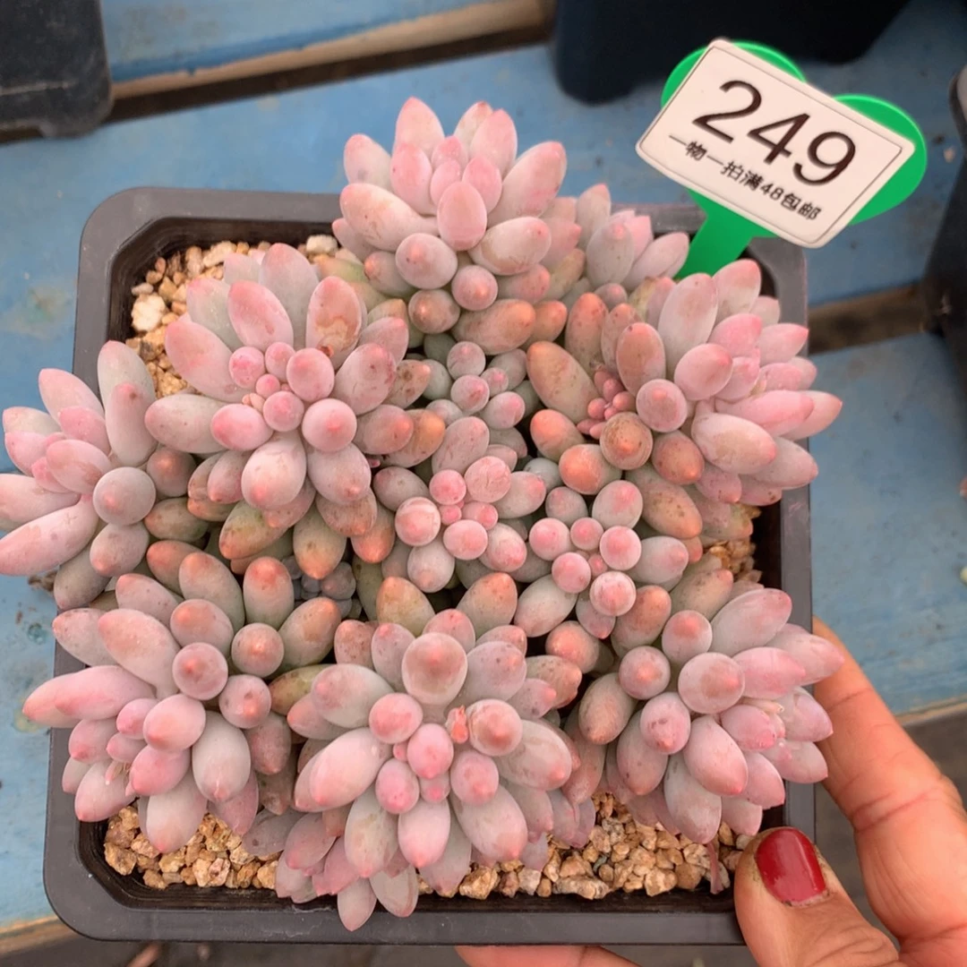 婴儿手指开播福利