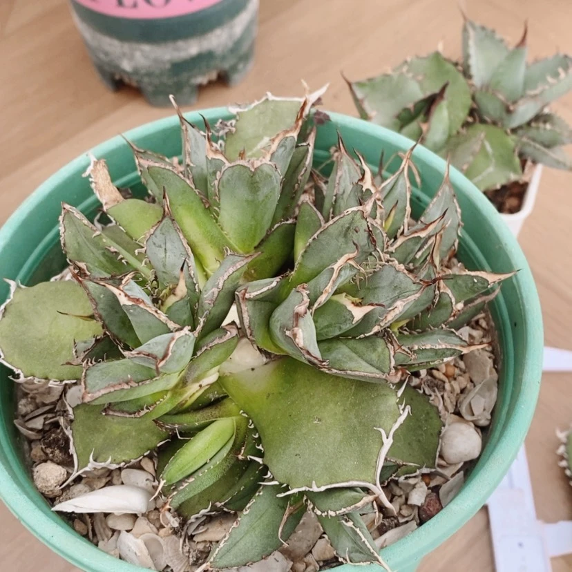 【闪购商品】逆刺顶芽