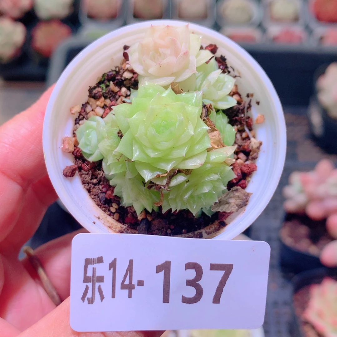 乐然14-137 麦秆群