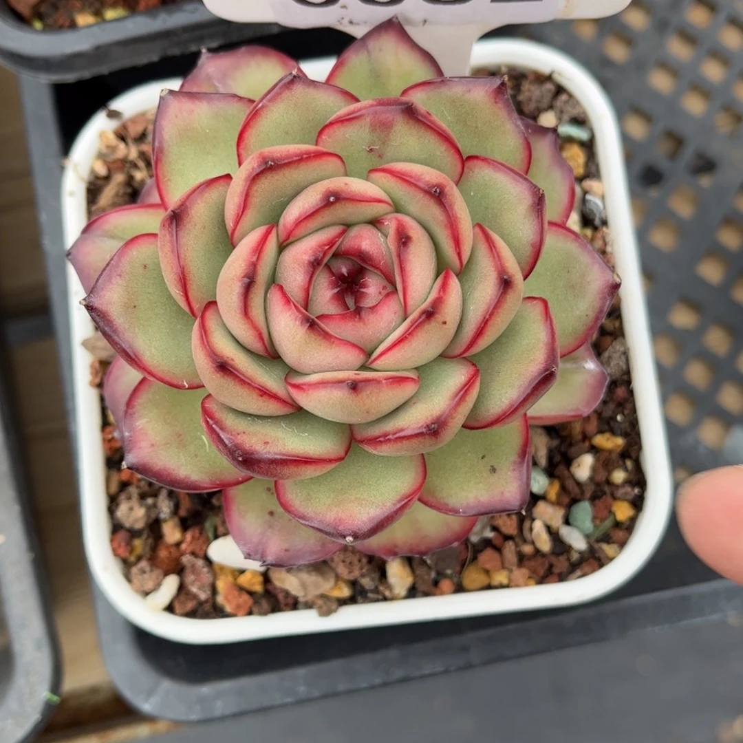 多肉植物0082 满30包邮