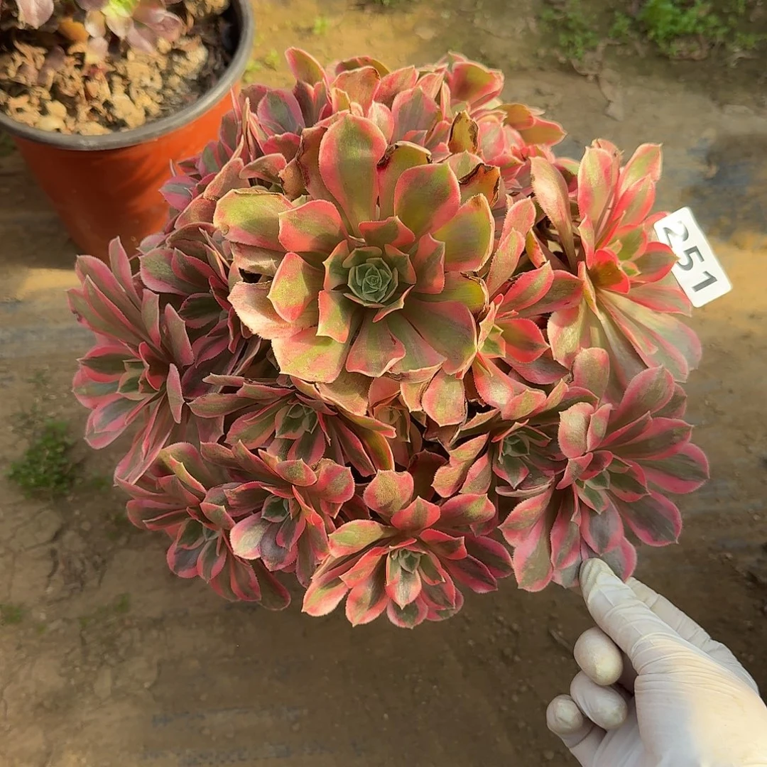 有断枝女妖251号的