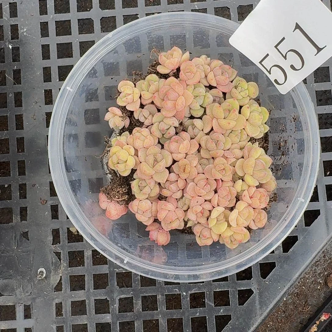 多肉植物多肉植物551