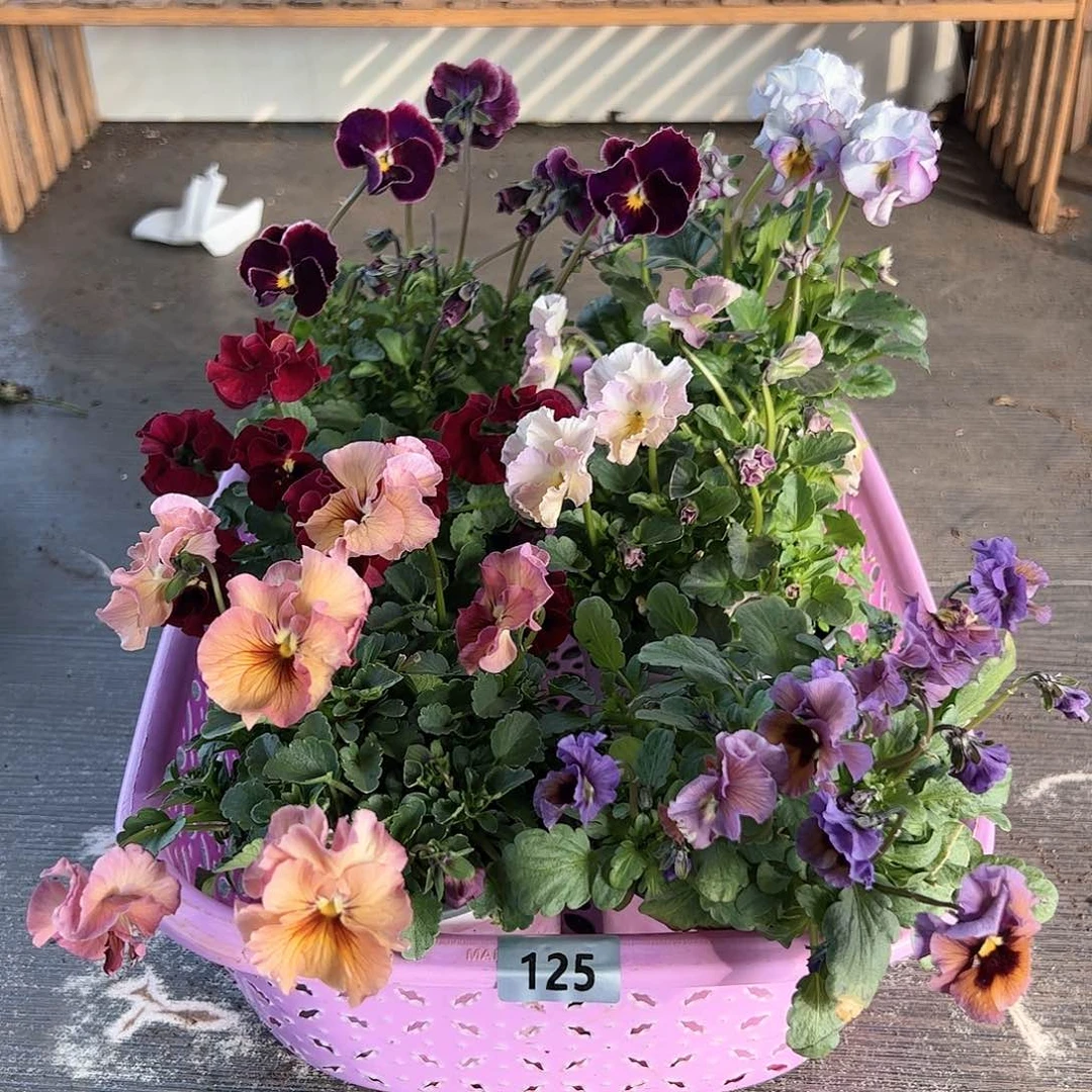 【闪购商品】125号