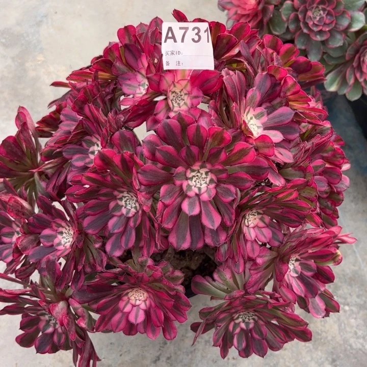 731红铜超白朵朵35厘米左右