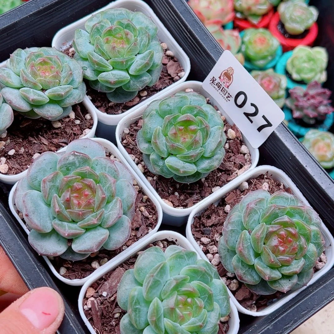 泡***x多肉植物多肉植物