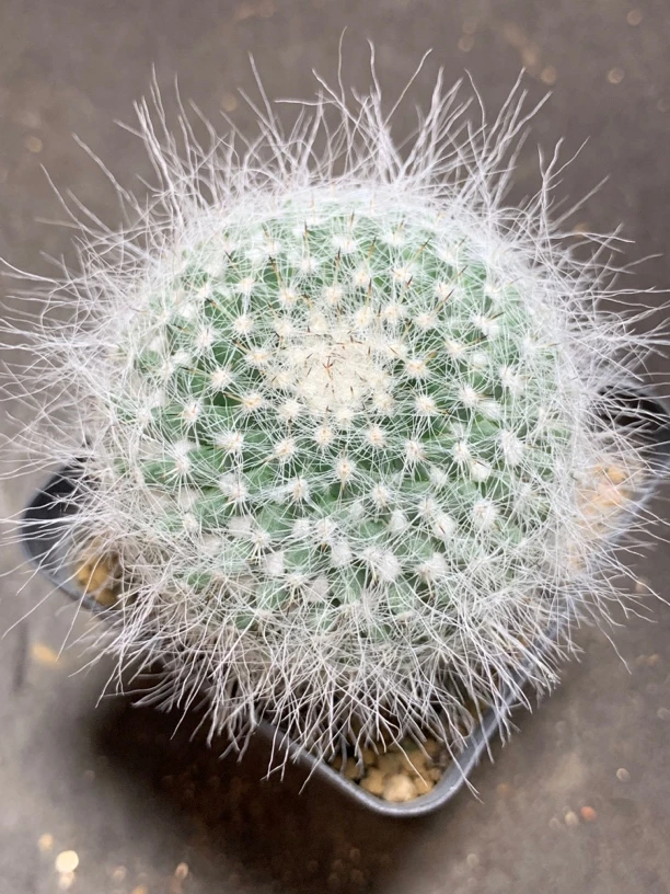 实生长毛玉翁仙人球 一物一拍包邮非偏远