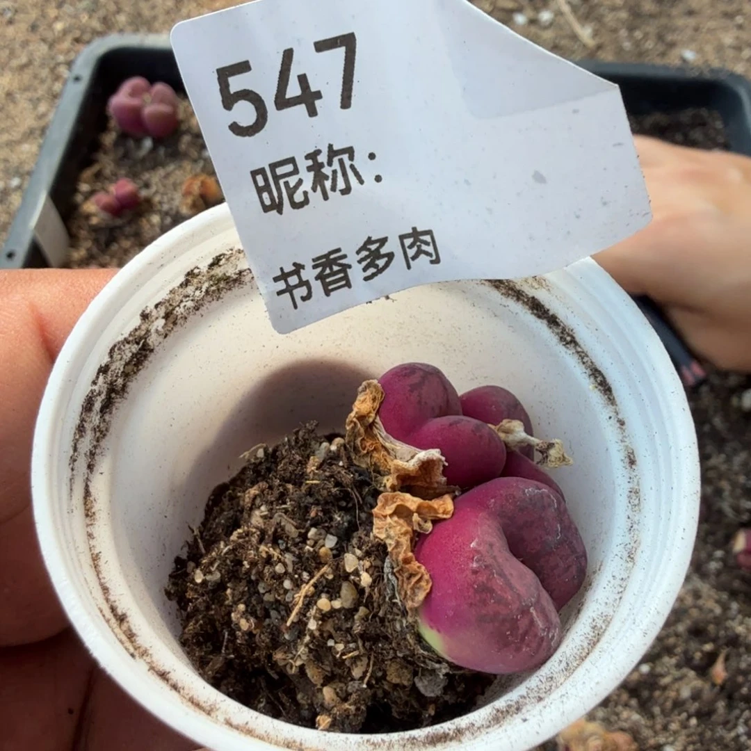 崔*儿多肉植物多肉植物多肉植物