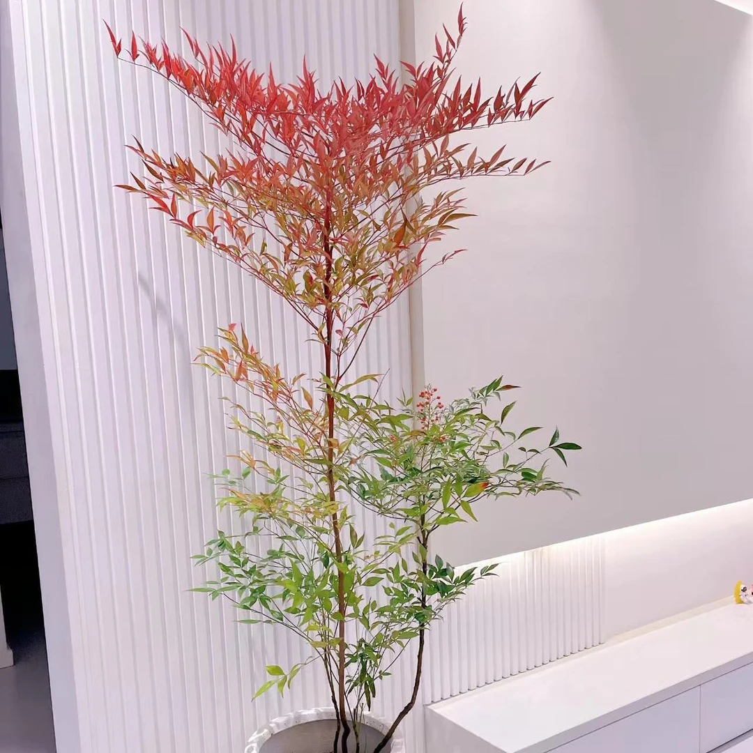 南天竹好养老桩客厅阳台盆栽大型落地耐活耐寒特色绿植