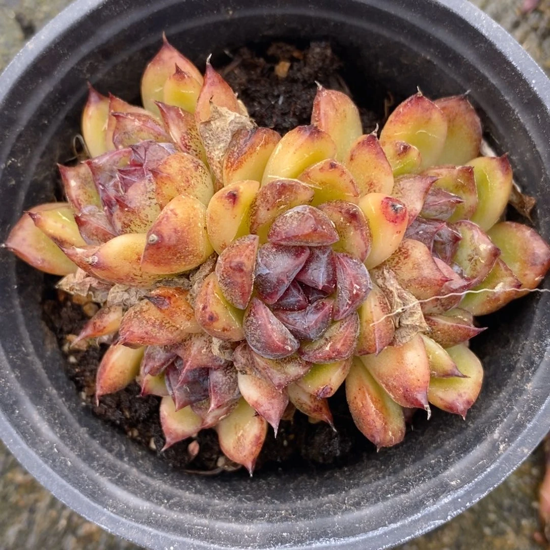 一物一拍精品多肉_