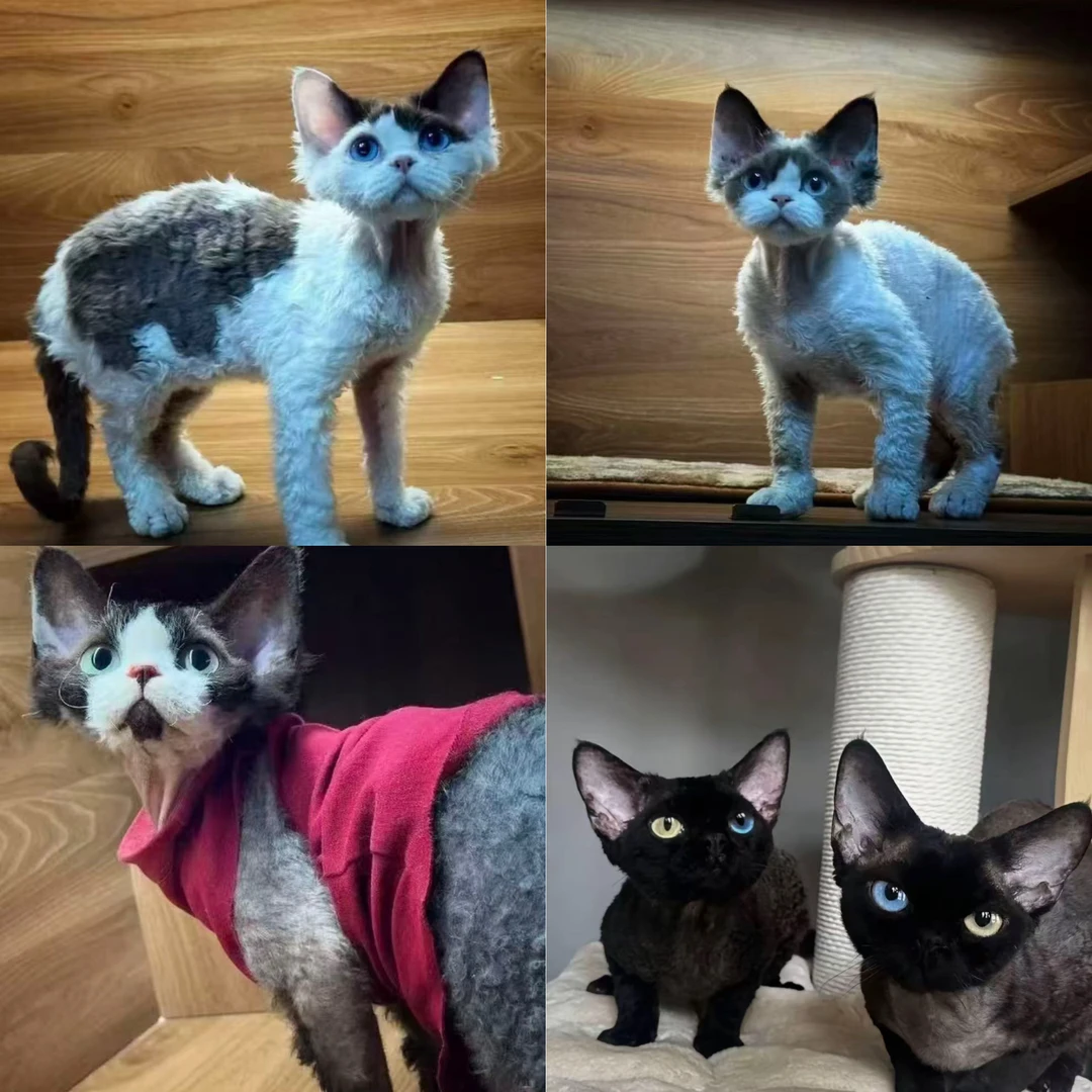 德文卷毛猫金渐层曼基康拿破仑阿比西尼亚猫活体欧血幼猫竞拍连接