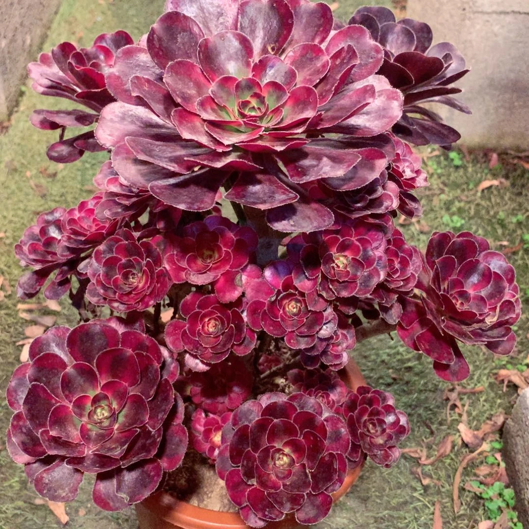 丽娜锦，多肉植物的