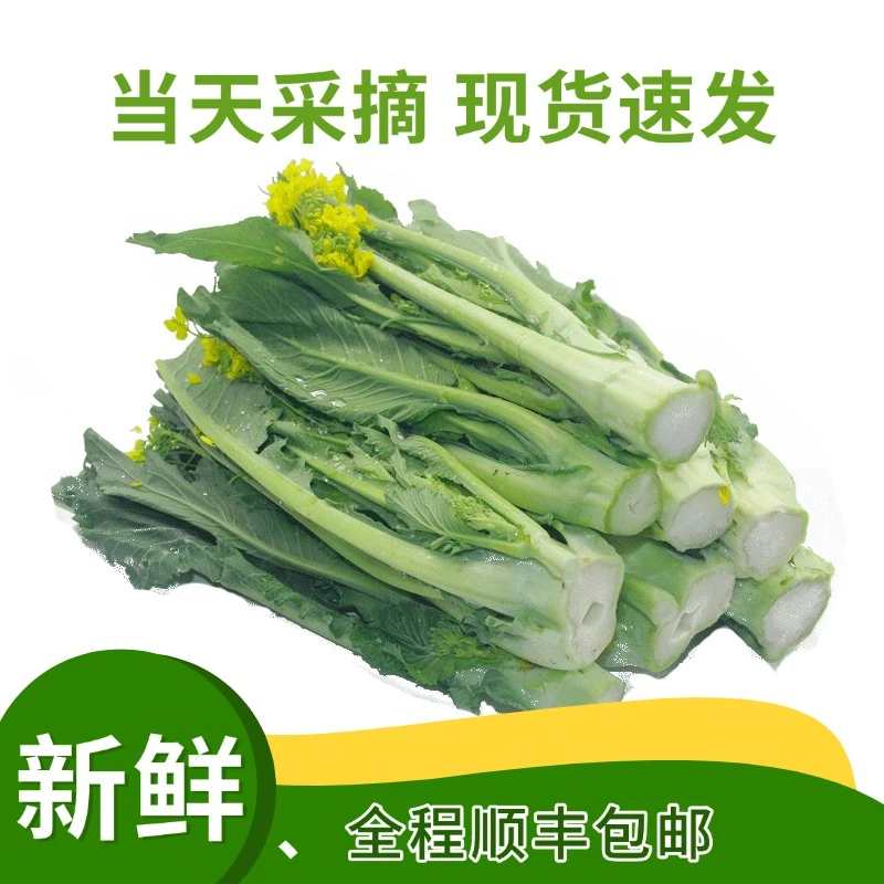 顺丰包邮增城迟菜心新鲜现摘高脚菜心嫩脆蔬菜礼盒