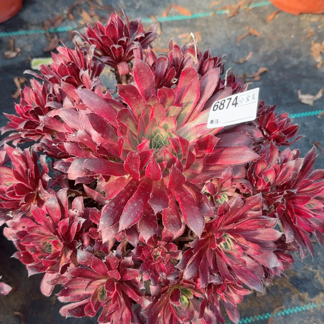 用****66874惊鸿多肉多肉