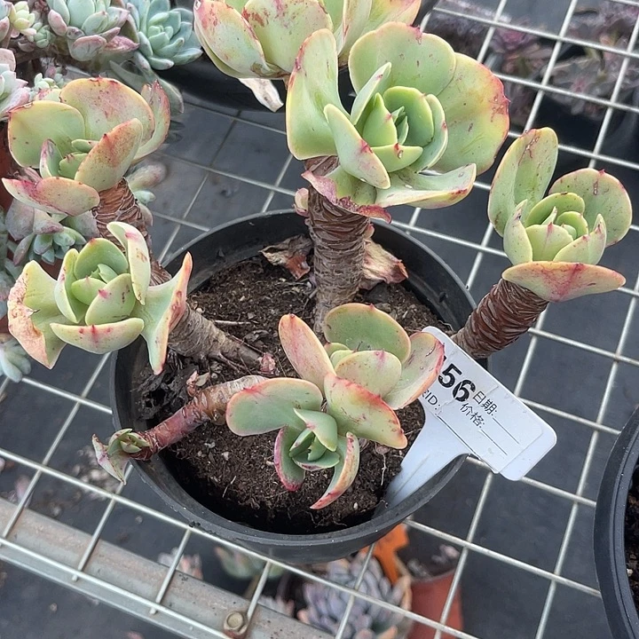 两单包邮，一物一拍156碧桃