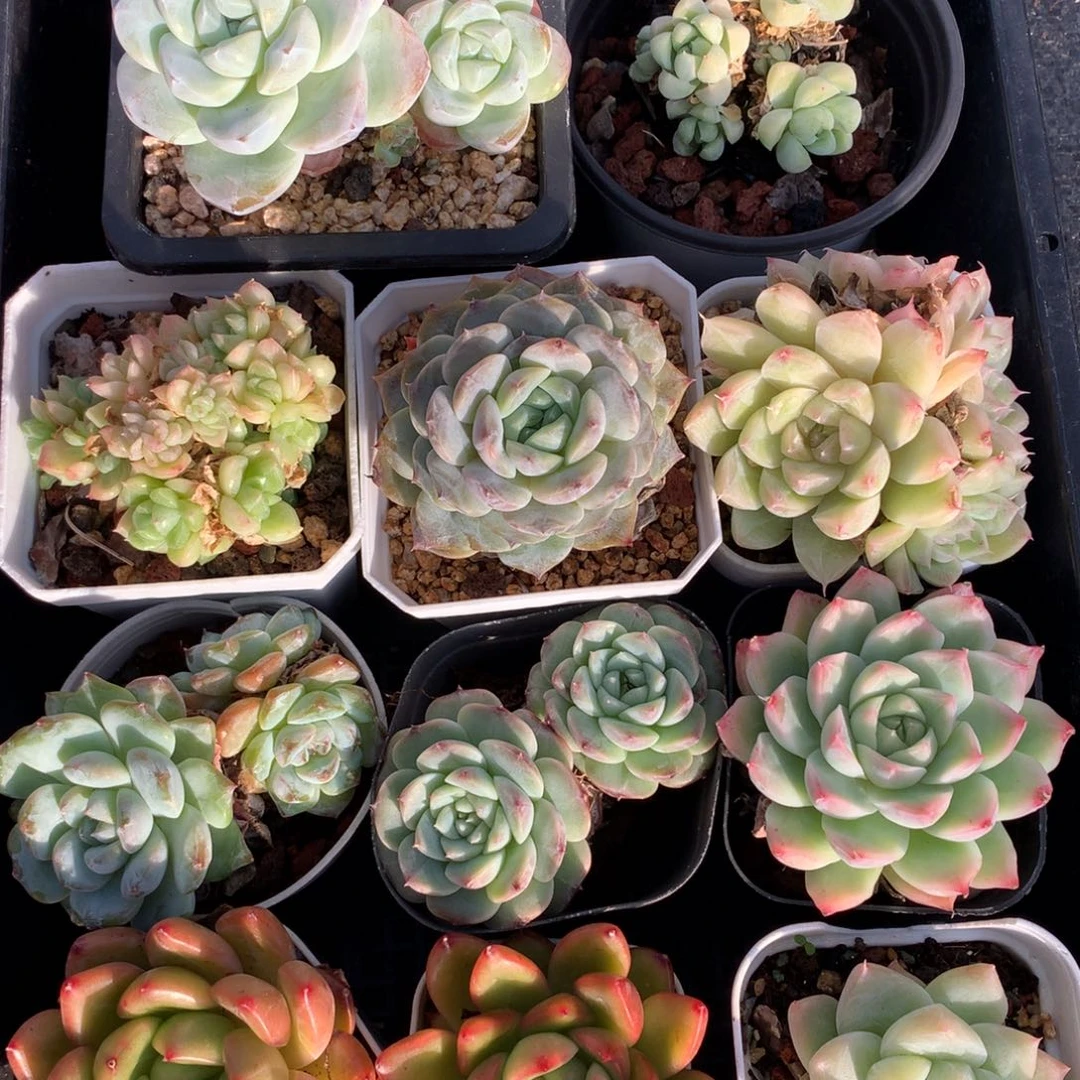 1112-17 套餐一组