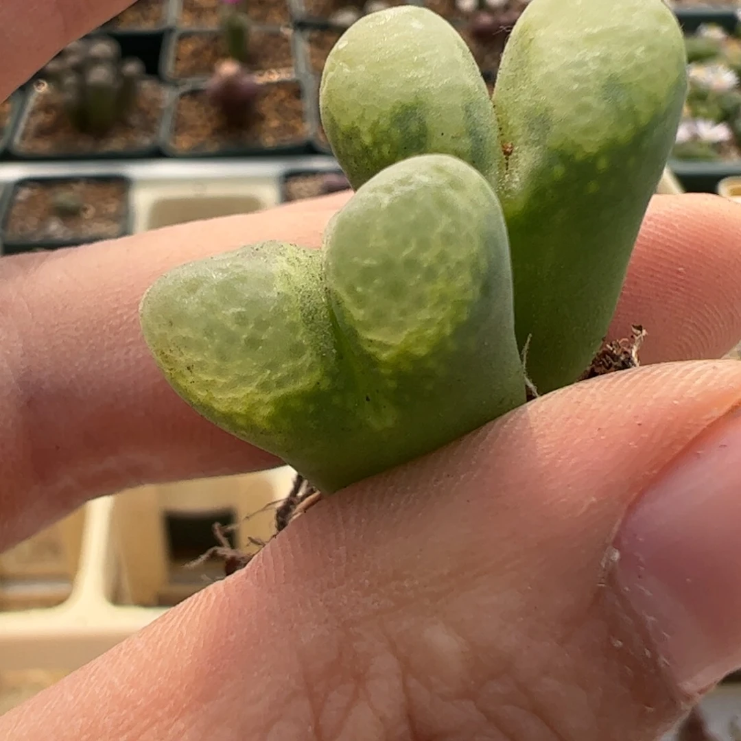 348 好看的多肉冲冲冲