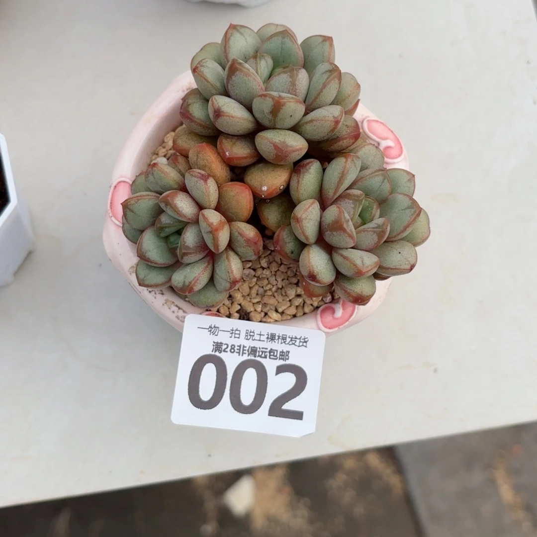 葡萄老桩无盆土发货