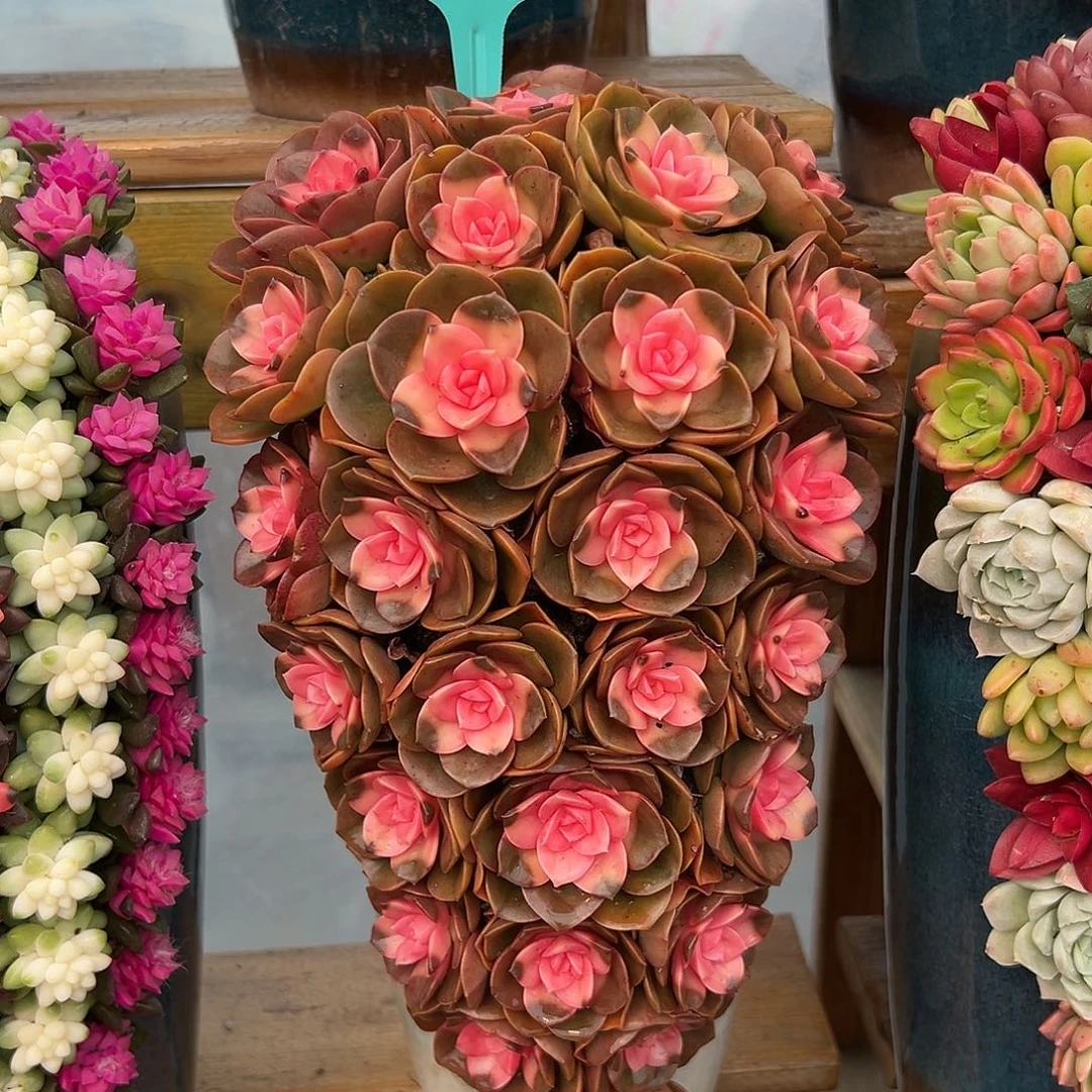 027巧克力玫瑰多肉组合花园
