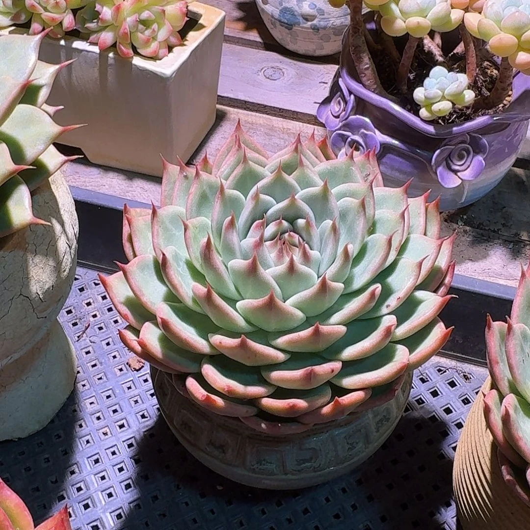 花***子托斯卡内利多肉多肉