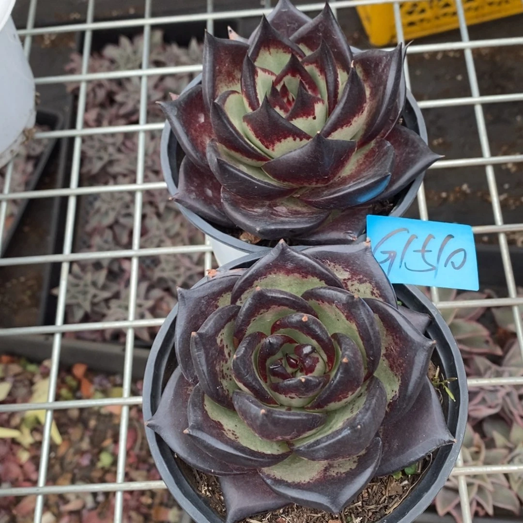 网***取多肉植物多肉植物1510两颗