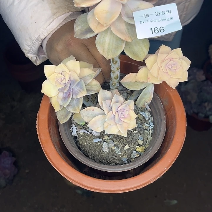 紫乐锦四头一物一拍