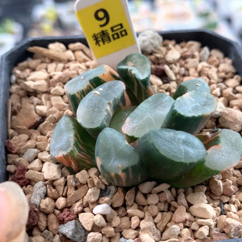 【闪购商品】9透镜
